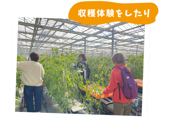 収穫体験をしたり